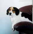 pet portrait beagle