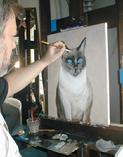 Siamese cat pet portrait